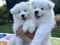 Samoyed samojed szczeniak szczenię ZKwP FCI OSTATNI CH