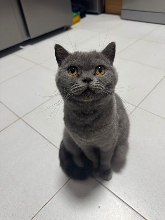 Gata cinza - Scotting