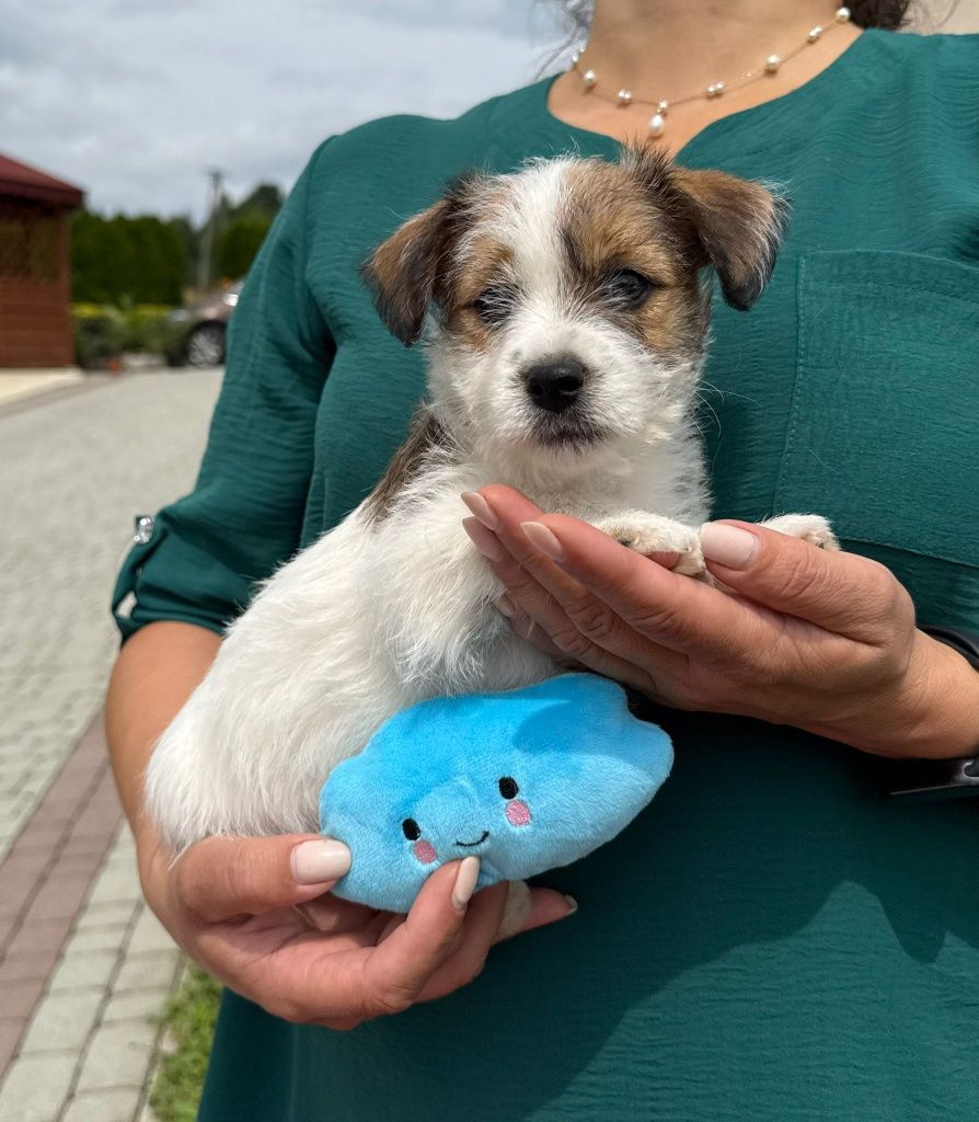 Jack Russell Terrier ZKwP FCI