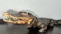 Продам чучело крокодила