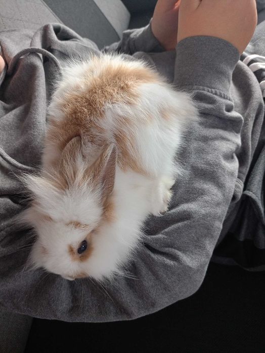 Oddam Kudłatego króliczka miniaturkę