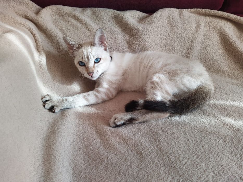 Gatinha branca com riscas cinza para adoção