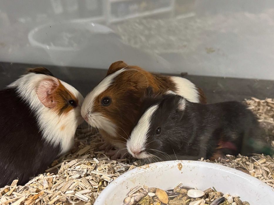świnka morska PROMOCJA GRUBY KOCUR sklep zoologiczny rzeszów