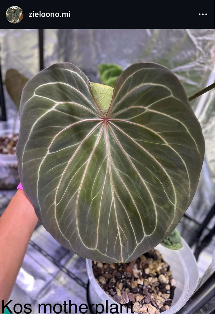 Anthurium kos hu king of spades
