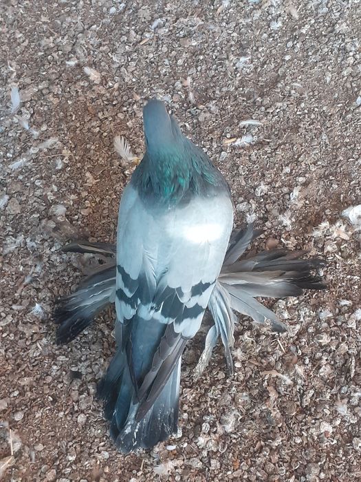 Gołębie ozdobne garłacze pomorskie