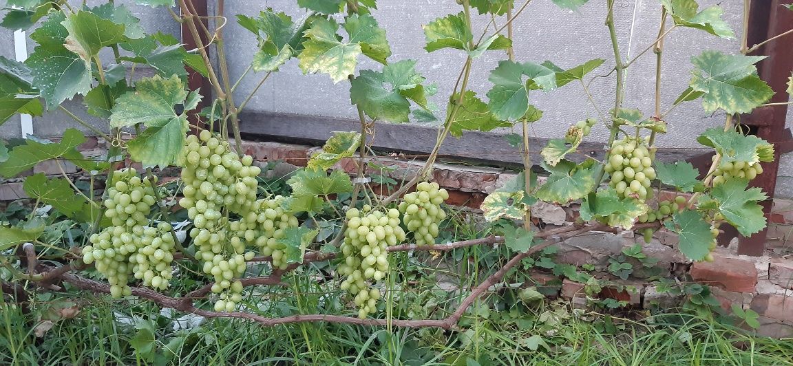 Вегетуючі саджанці винограду