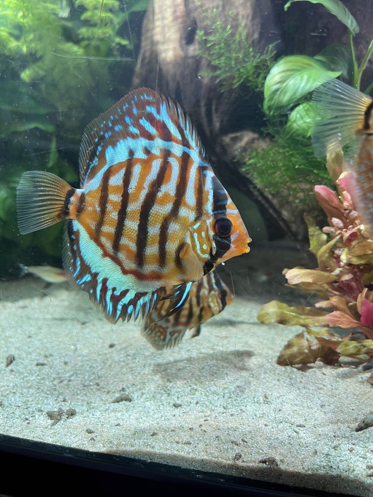 Discus turquoise