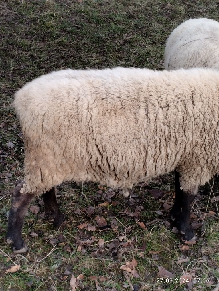 Вівці породи суфолк