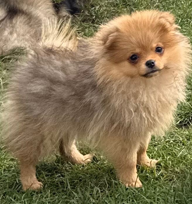 Szpic miniaturowy Pomeranian dziewczynka
