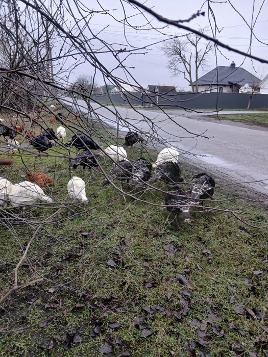 Продам домашніх індиків,індичок,Індички несеться по два рази на рік,
