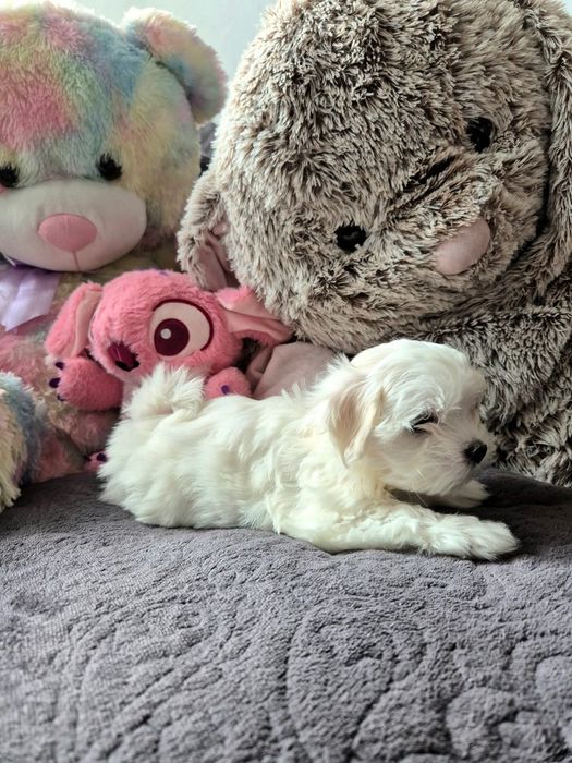 Maltańczyk szczenię suczka ZHPR