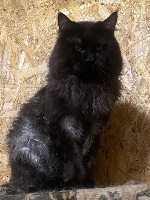 Котик Мейн Кун брутальный красавчик