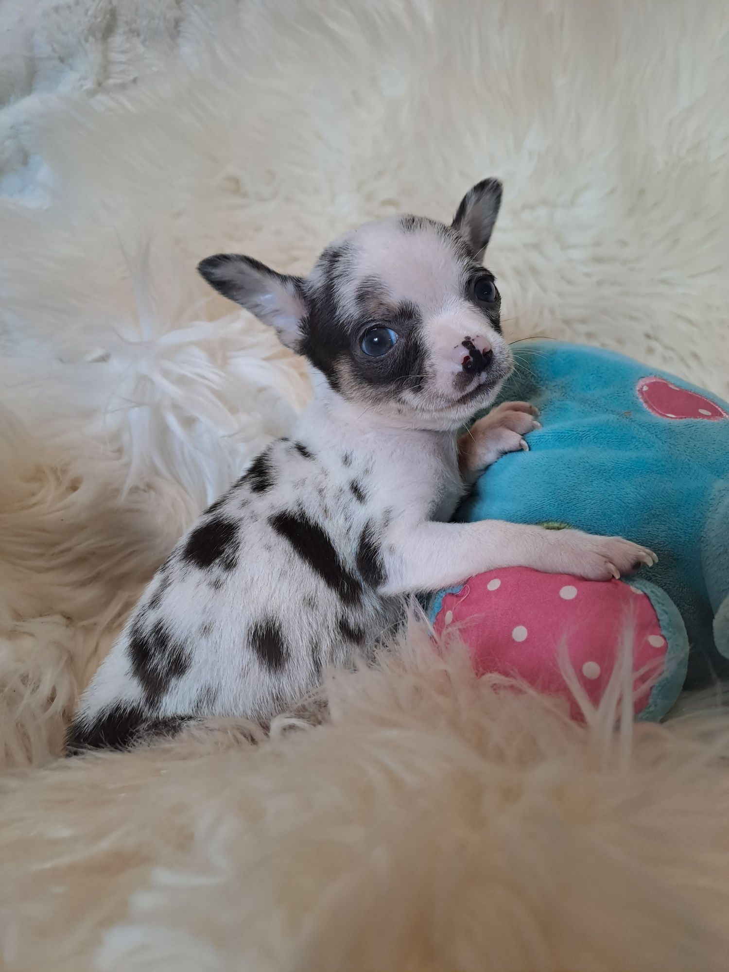 **KAYKO**chihuahua piesek merle gotowy do zmiany opiekuna