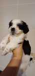 Cachorra Shih-tzu