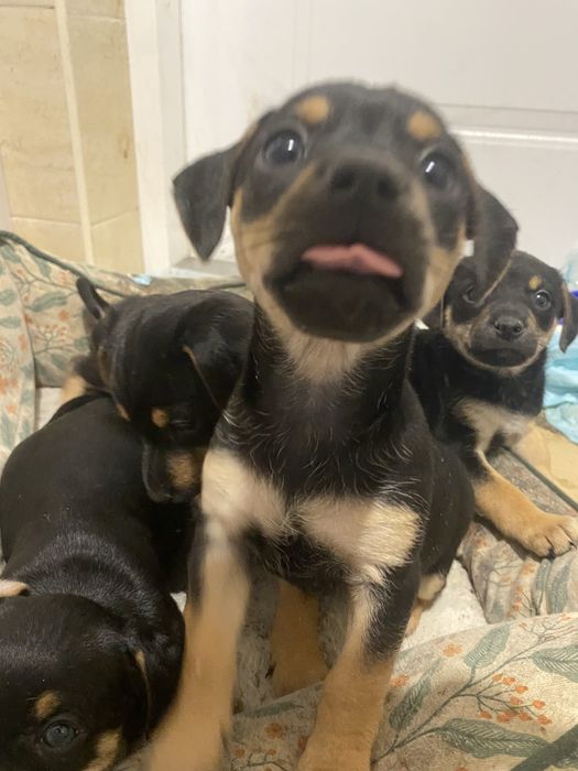 Szczeniaki do przygarnięcia