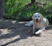 Golden Retriever 9 miesięczna suczka