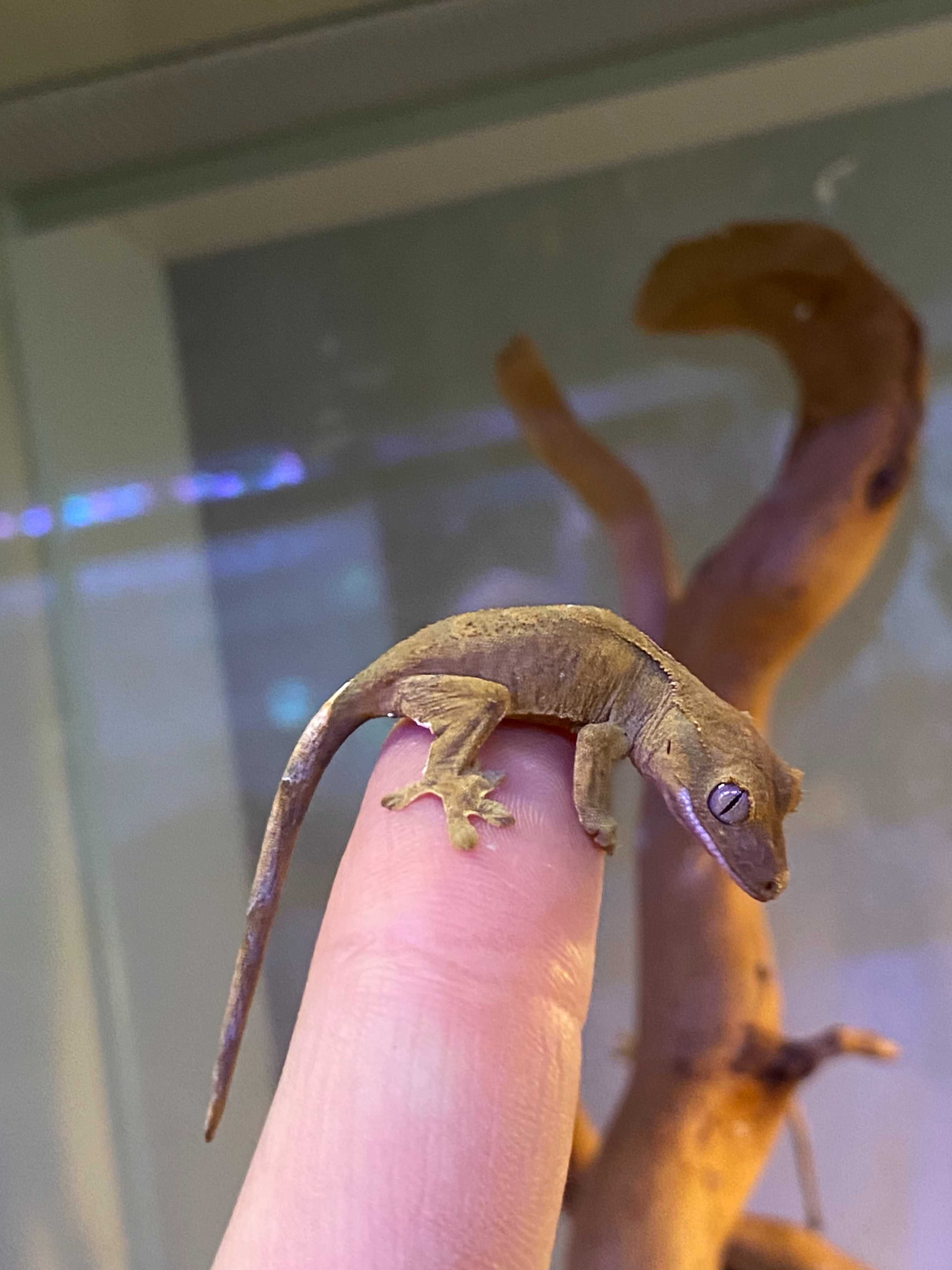 Gekon orzęsiony samiec Correlophus ciliatus