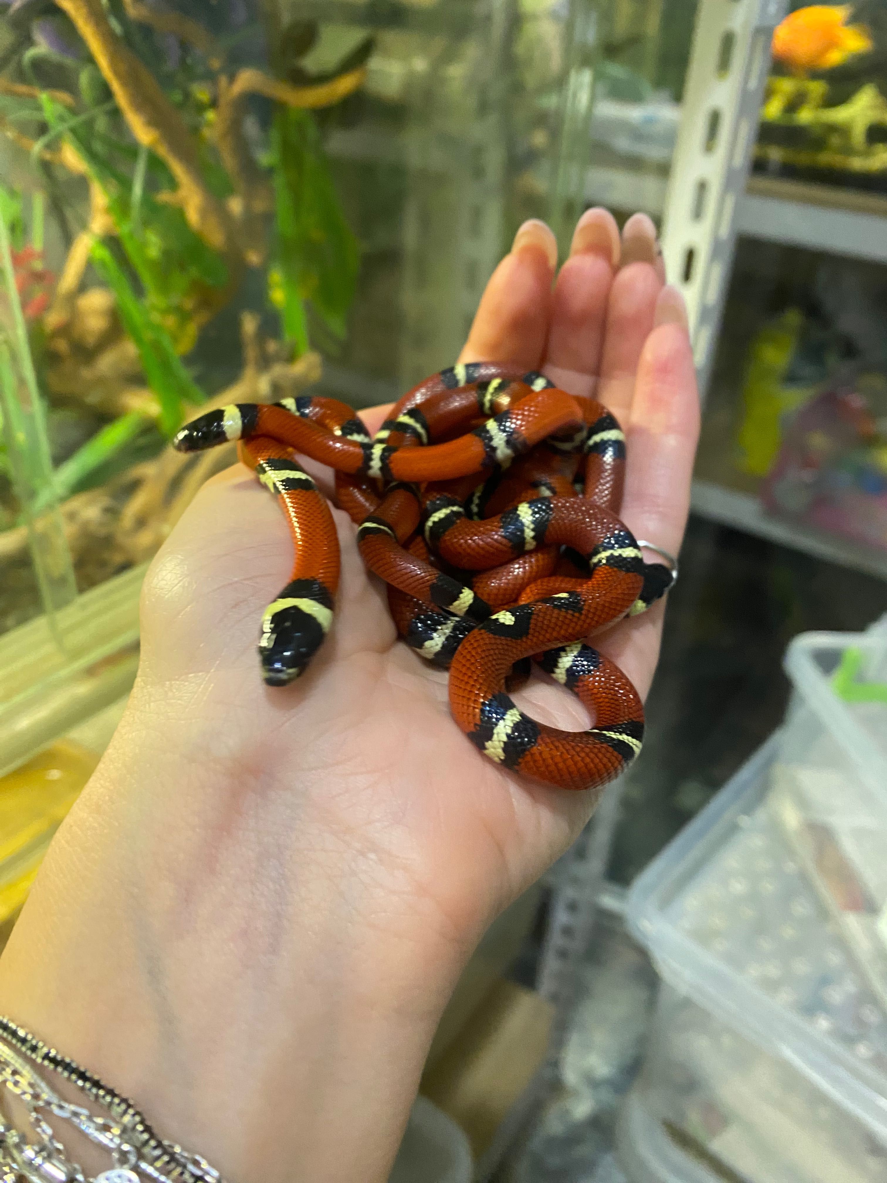 Синалойская молочная змея - Lampropeltis triangulum sinaloae