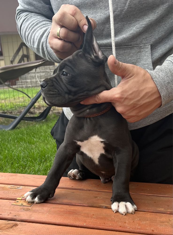 Cane Corso piesek