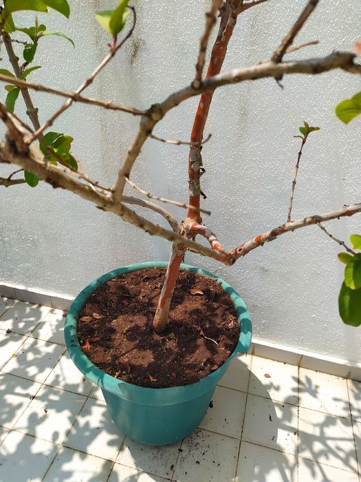 Árvore de Araça em vaso