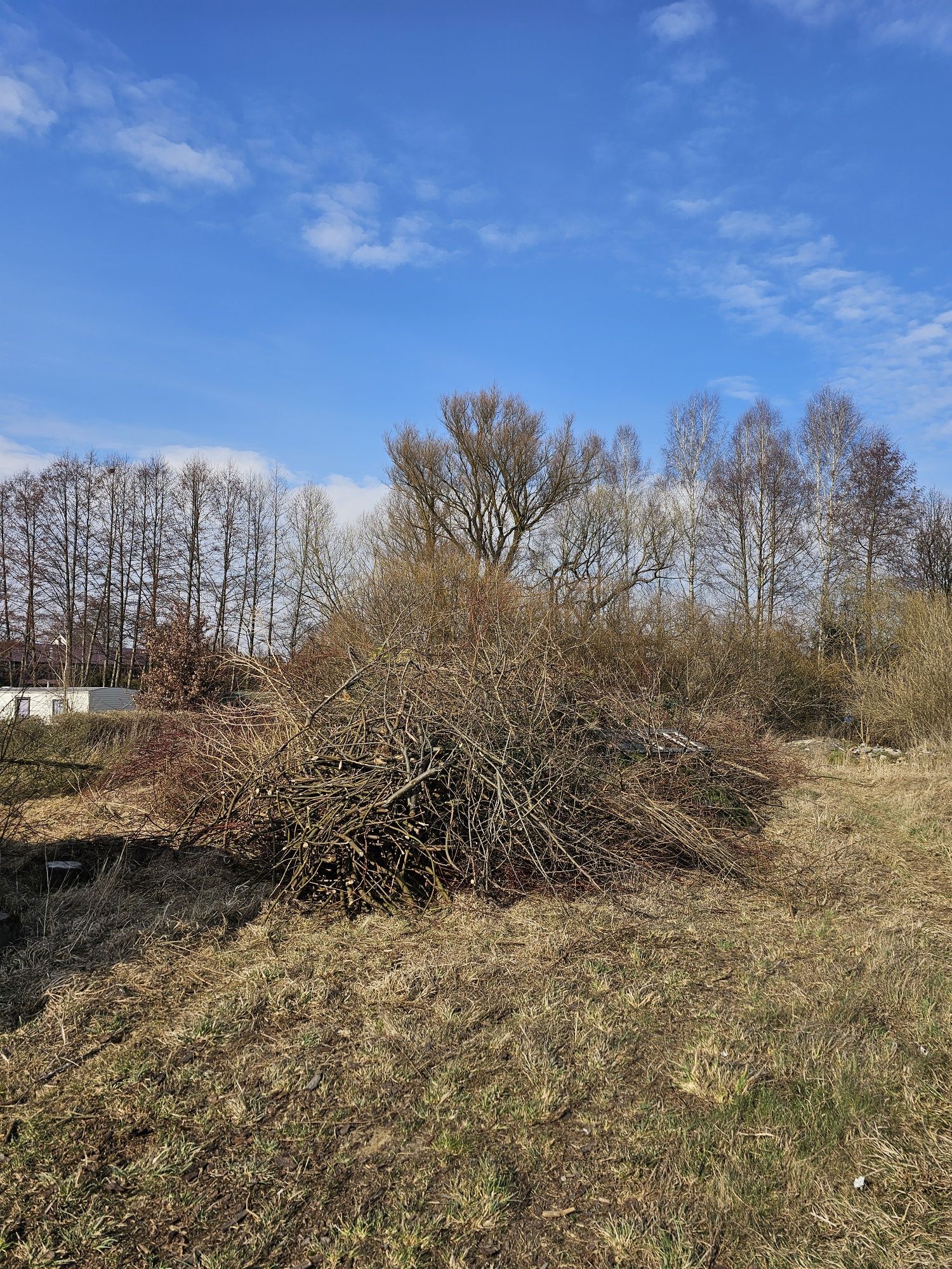 Gałęzie na rebak