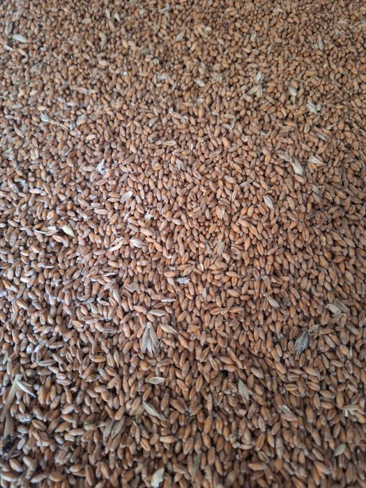 Pszenżyto ozime, zboże