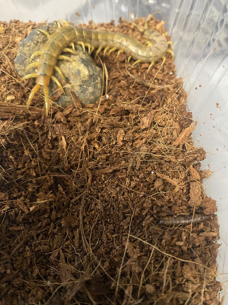 Skolopendra Scopendra cingulata
