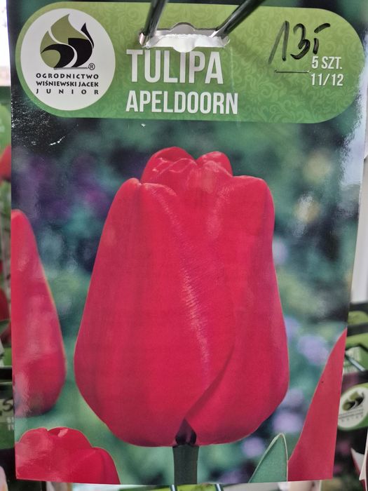 Tulipan Apeldoorn cebulki