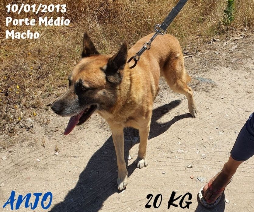 Cão Porte Médio (20kg) Para Adoção (Anjo)