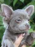 Chihuahua Piękna niebieska dziewczynka gotowa do odbioru