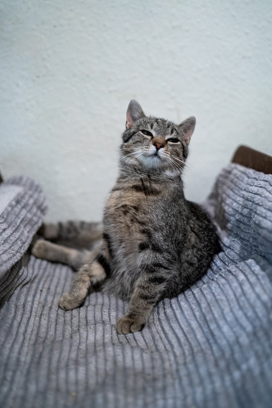 Kocie buraski Jeremiś i Arielka do adopcji