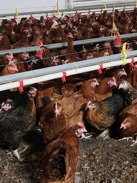 Kury nioski z wolnego wybiegu ! Nioski z jajkiem oraz młodsze !