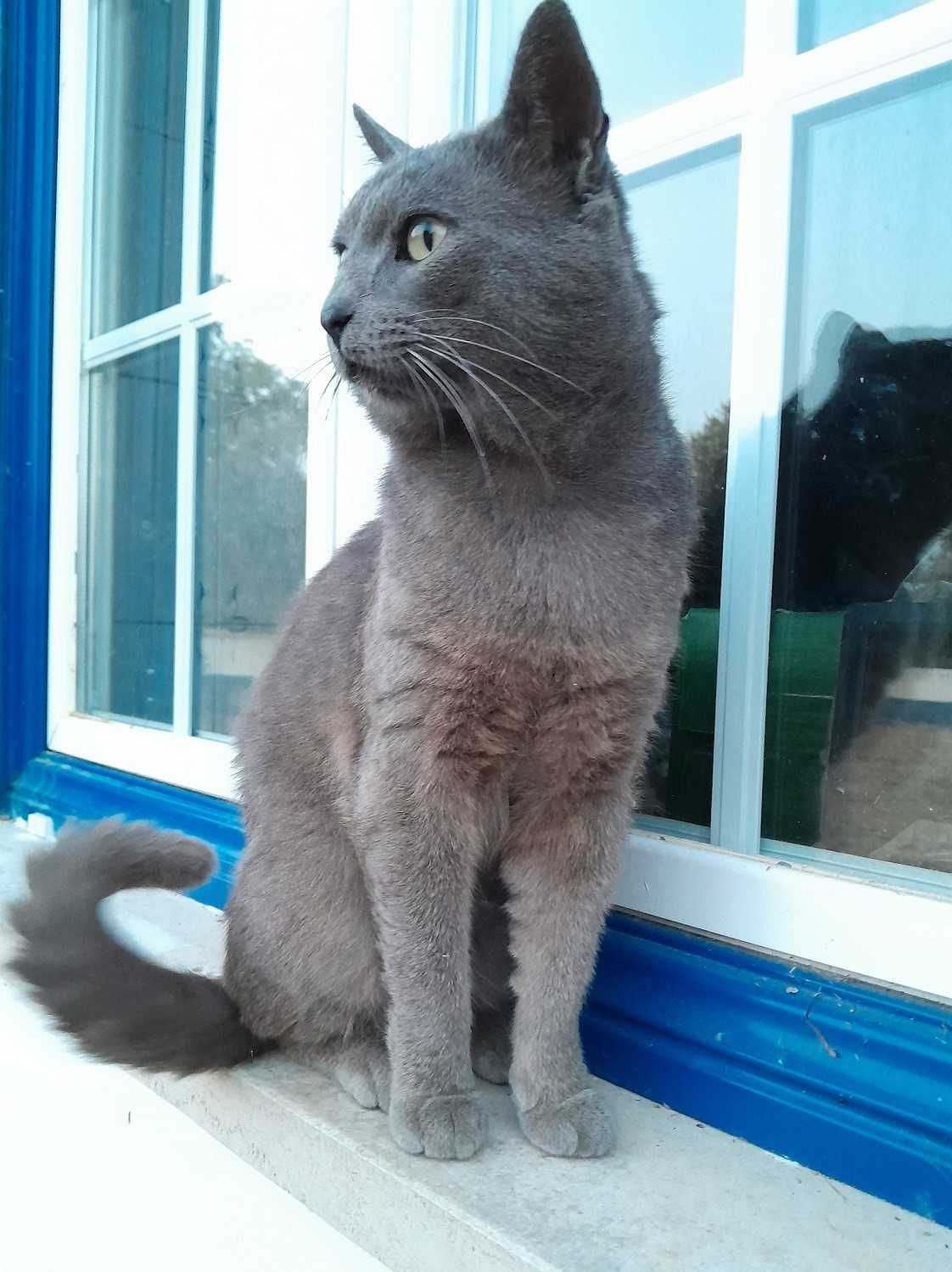 Lindo gatinho Azul um amor em casa!
