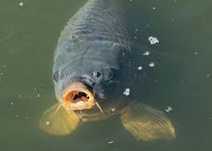 Karp kroczek 17-20cm 5zł (Amur Tołpyga Lin Jesiotr)