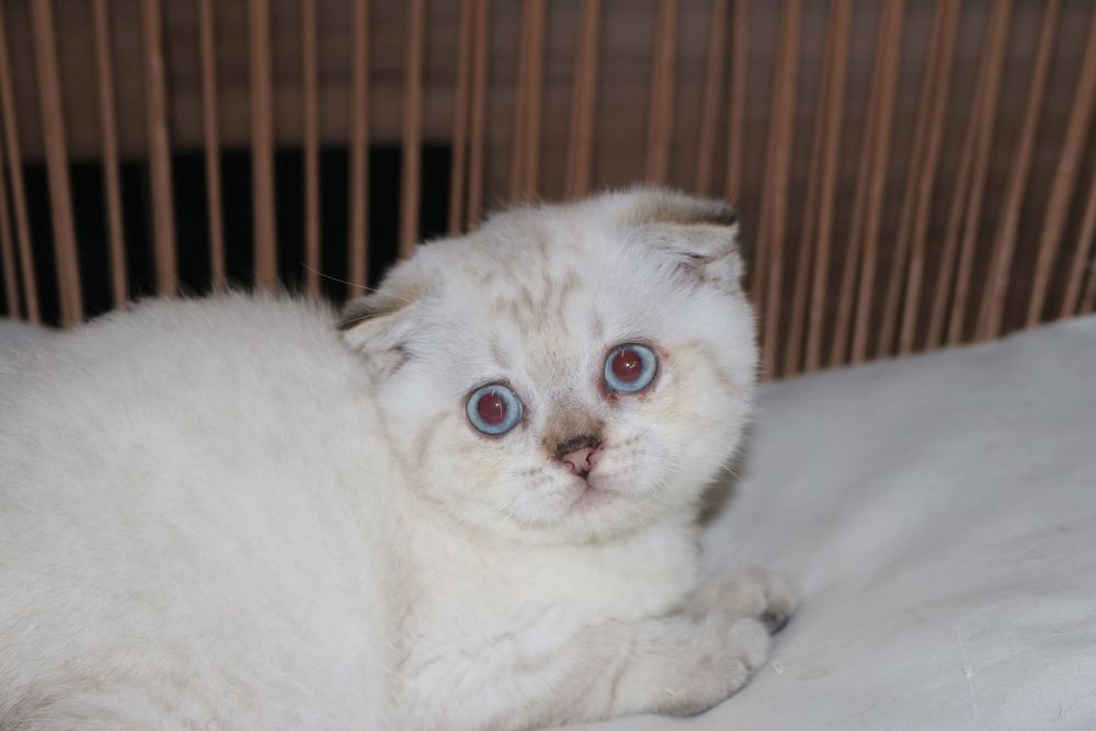Um gatinho scottish fold pointe