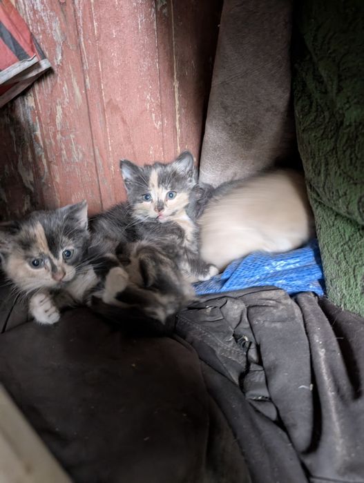 Кошенята   руді та пепельне