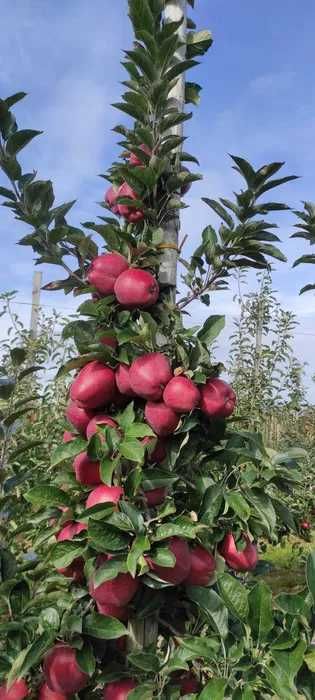 Jabłko REDCUP słodkie soczyste od sadownika 18kg prosto z drzewa