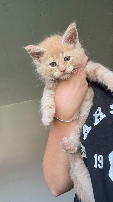 Cudny kocurek Maine Coon