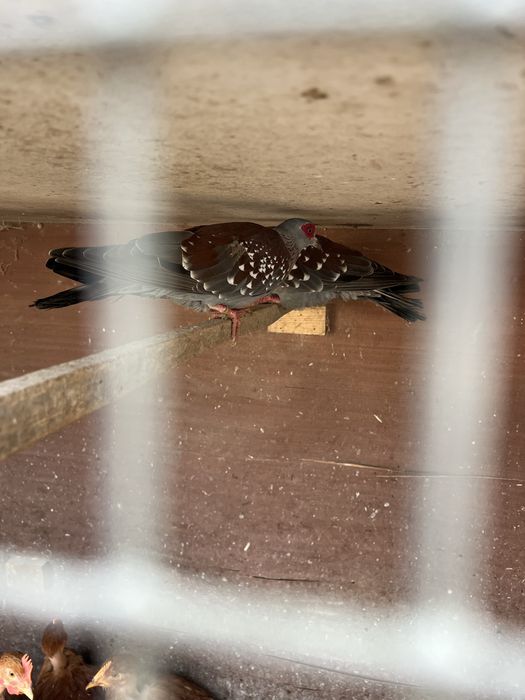 Vendo aves ormamentais