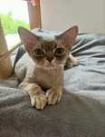 Mlody kocurek ADAŚ devon rex do platnej  adopcji (zwolnona rezerwacja)