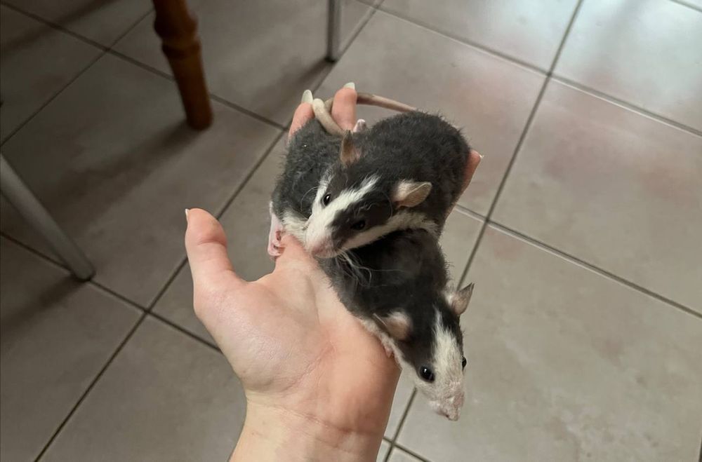 Декоративні щуренята