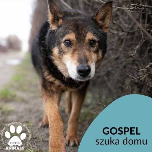 Starszy Gospel szuka szczęścia