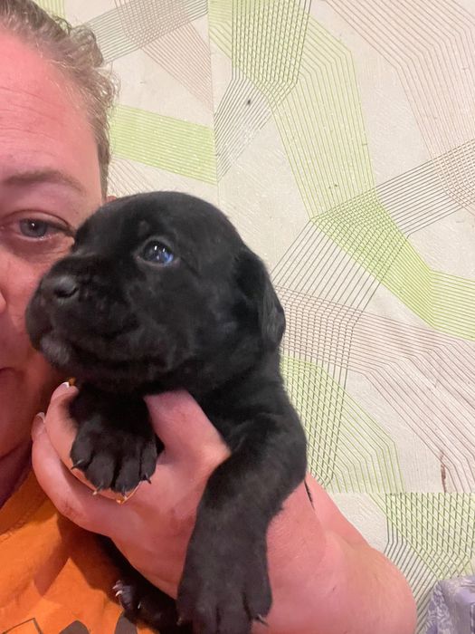 Чернівецька область,місто Сокиряни