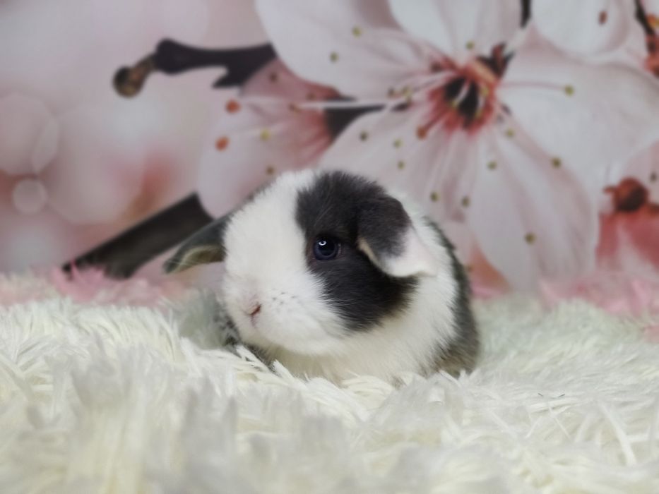 Króliczki domowe Mini Lop.