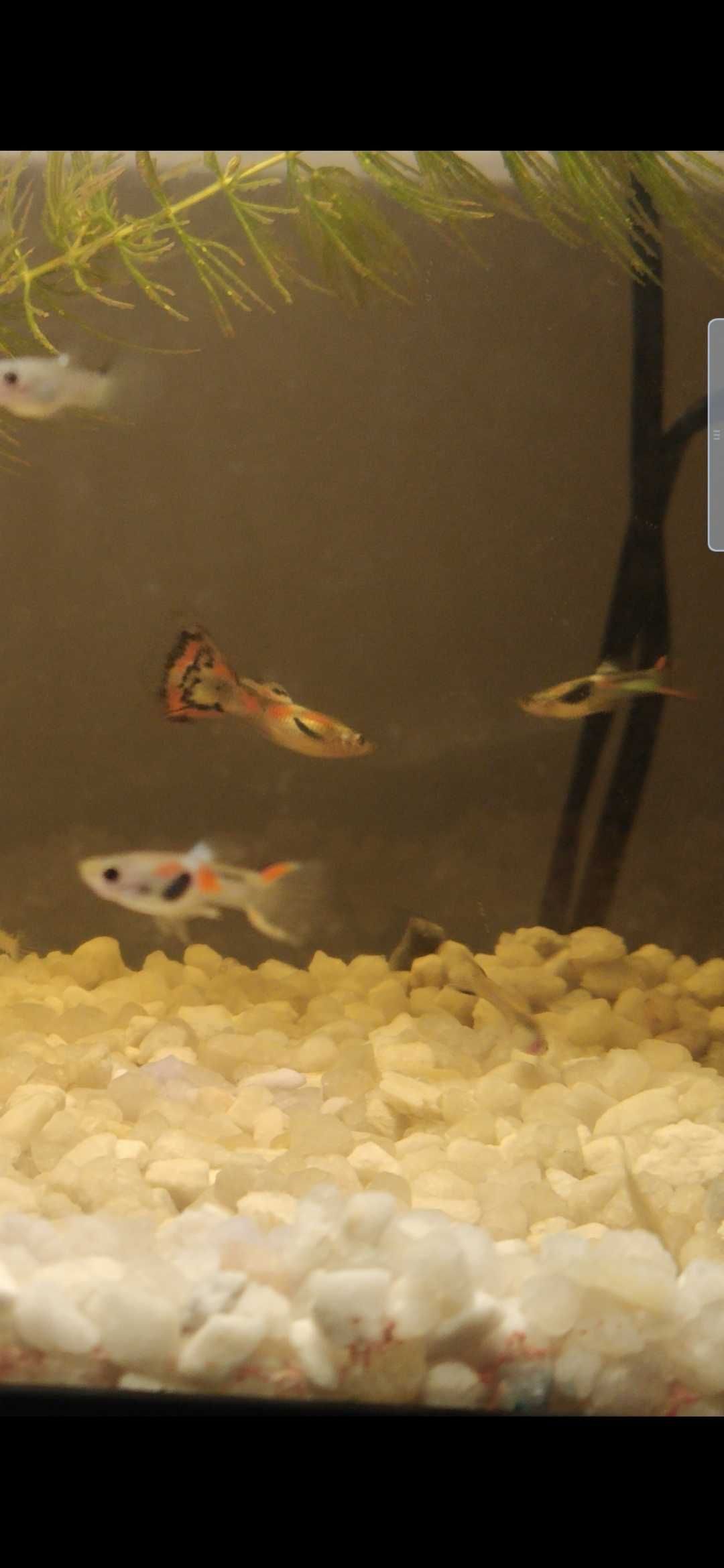 OPORTUNIDADE Guppys fêmeas prenhas