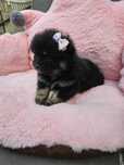 Szpic miniatura miniaturowy Suczka Boo Pomeranian