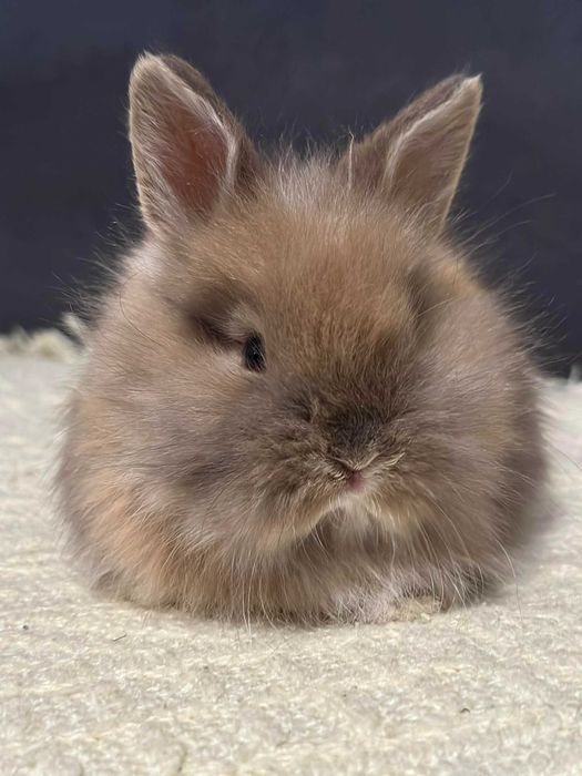 królik miniaturka