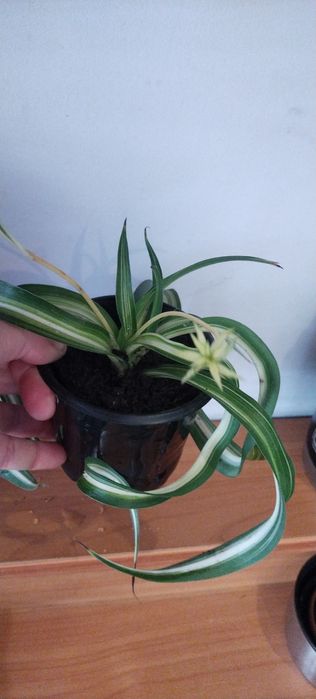 Хлорофітум Боні кучерявий хлорофитум бонни