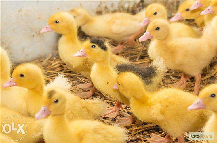 Качка Мулард, Орвія, фаворит,індики,гуси,курчата