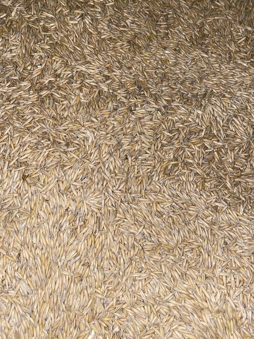 Овес домашній, чистий 2025